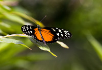 Butterfly1 109.tif